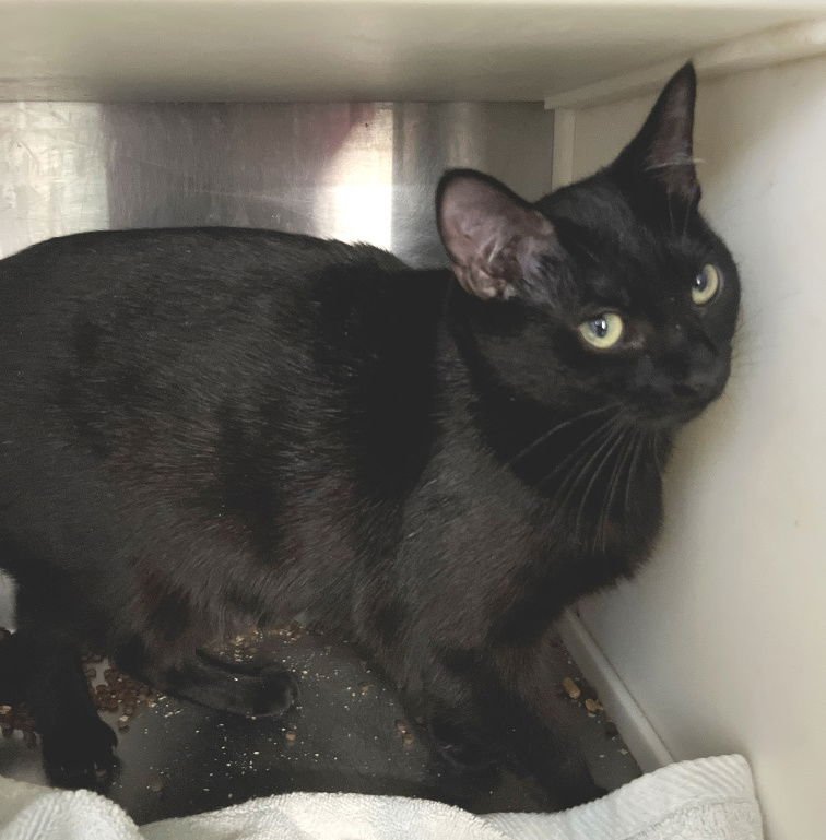 ONYX - Domestic Short Hair available for adoption