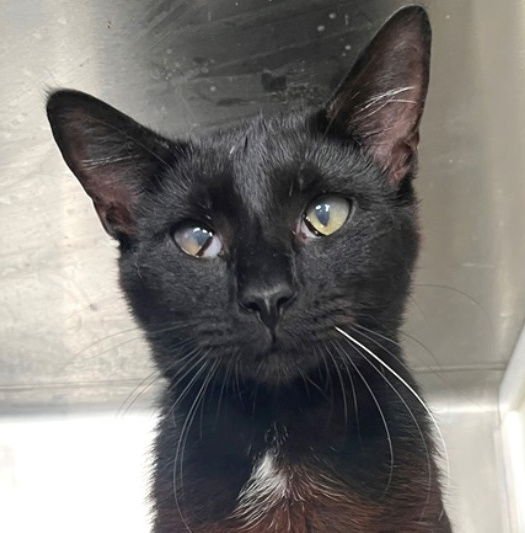 HAMILTON - Domestic Short Hair available for adoption