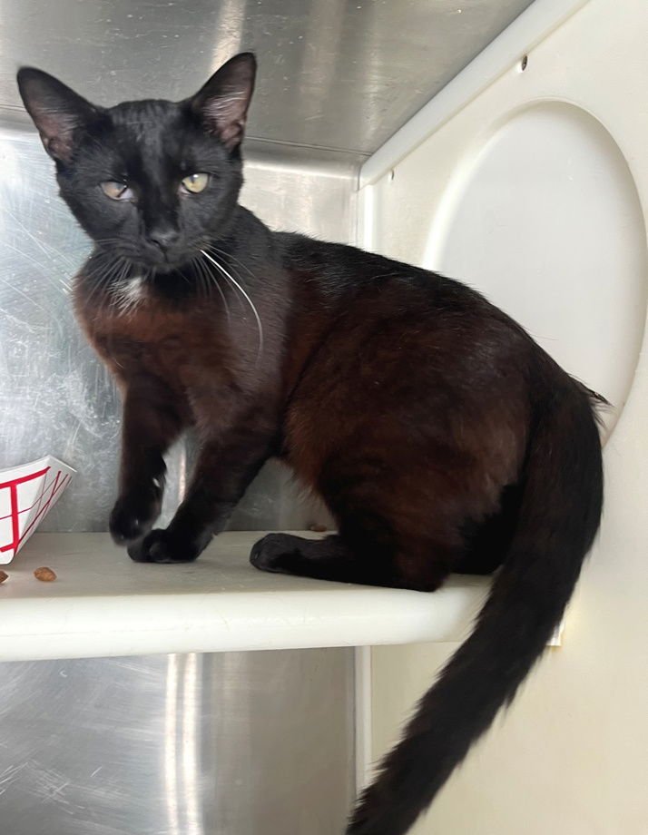 HAMILTON - Domestic Short Hair available for adoption