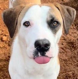 HASH BROWN - Hound available for adoption