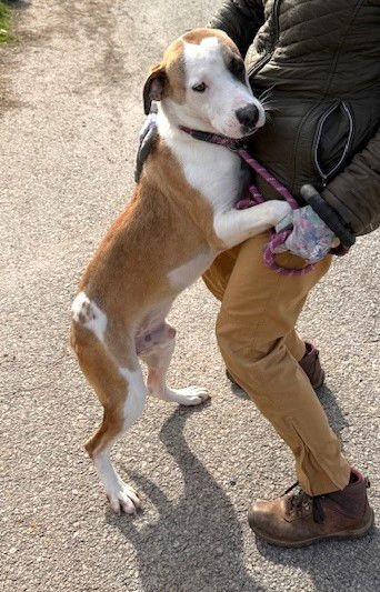 HASH BROWN - Hound available for adoption