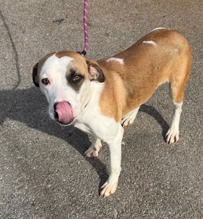 Hash Brown - Photo 3