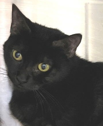 ULA - Domestic Short Hair available for adoption