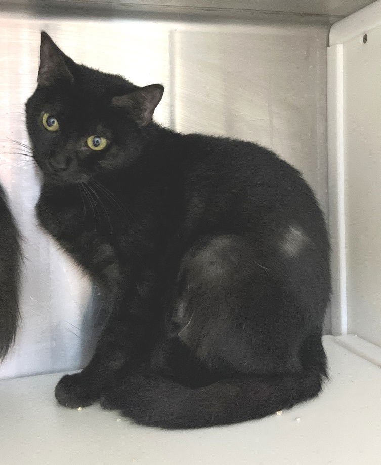 ULA - Domestic Short Hair available for adoption