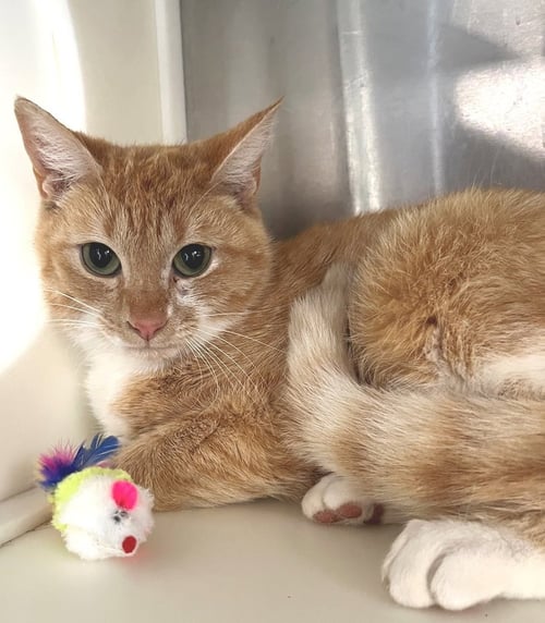 CHEESY - Tabby available for adoption