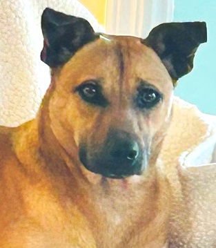 LEIA - Feist available for adoption