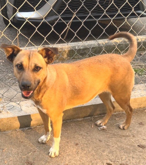 LEIA - Feist available for adoption