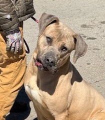 ULYSSES - Mastiff available for adoption