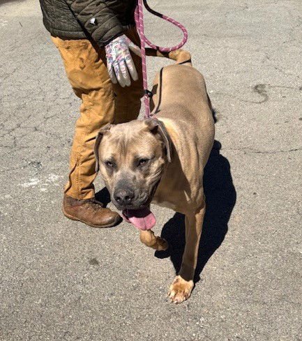 ULYSSES - Mastiff available for adoption