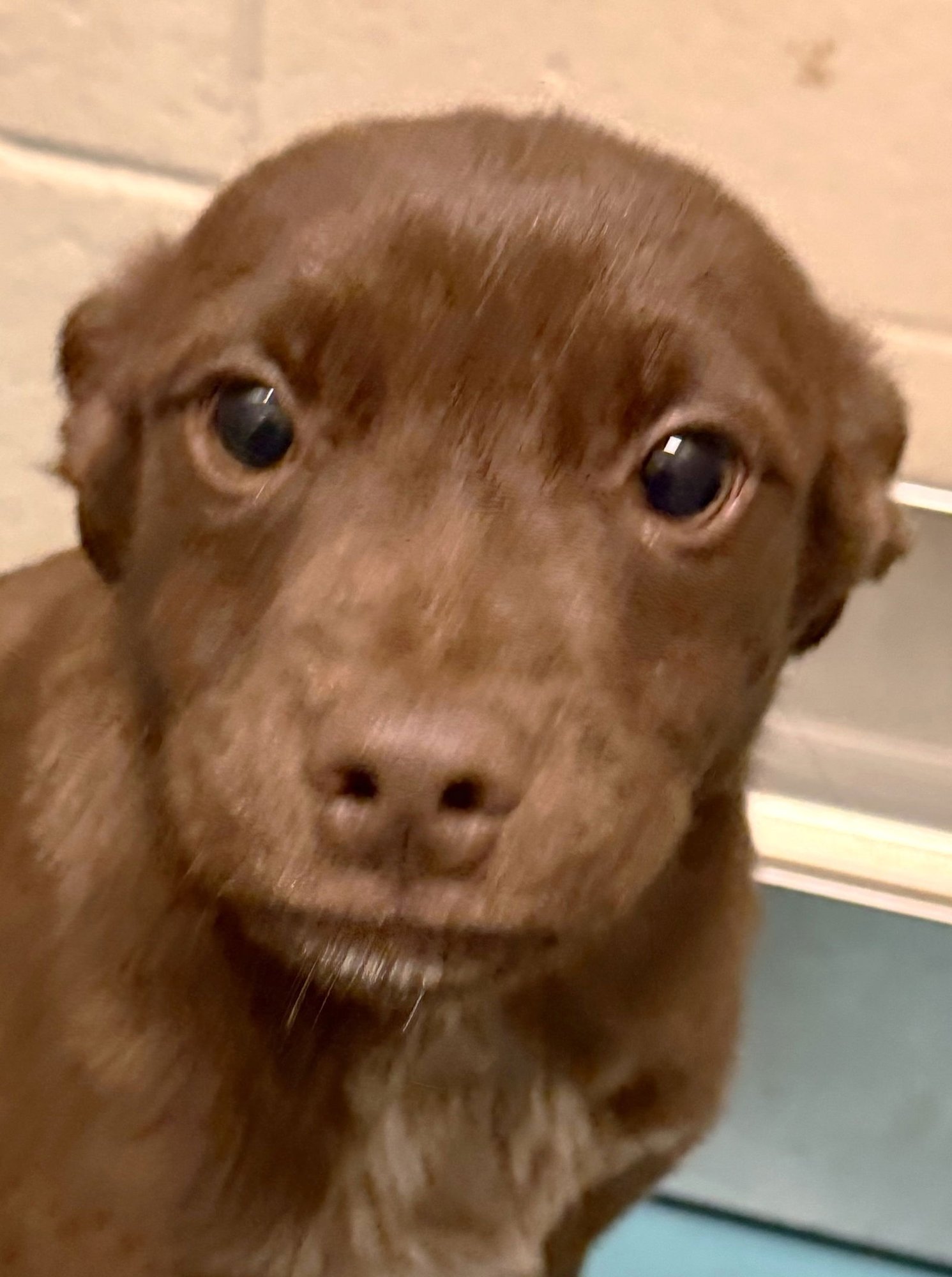 LIMA - Australian Cattle Dog/Blue Heeler available for adoption