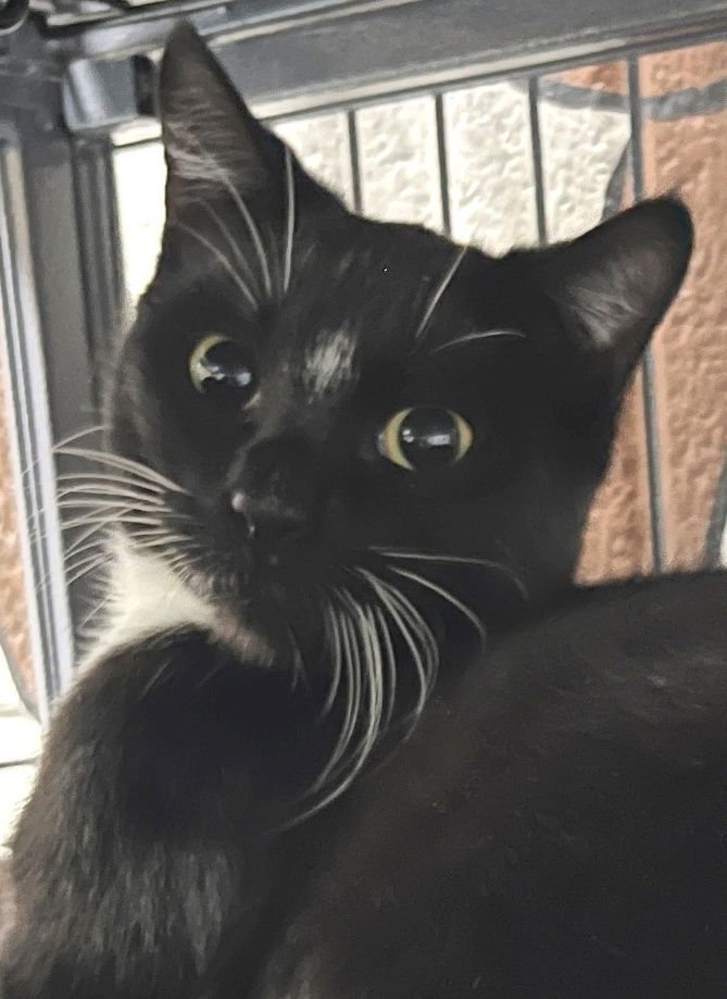 PEARLINE - Tuxedo available for adoption