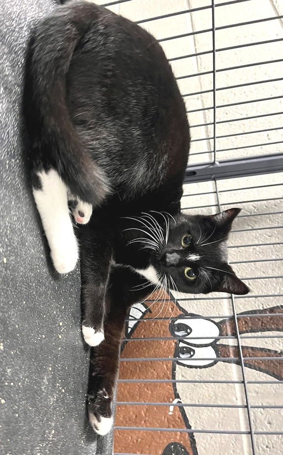 PEARLINE - Tuxedo available for adoption