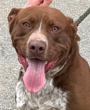 BEETLEJUICE - Labrador Retriever / Pit Bull Terrier available for adoption