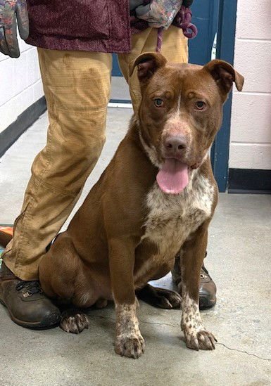 BEETLEJUICE - Labrador Retriever / Pit Bull Terrier available for adoption