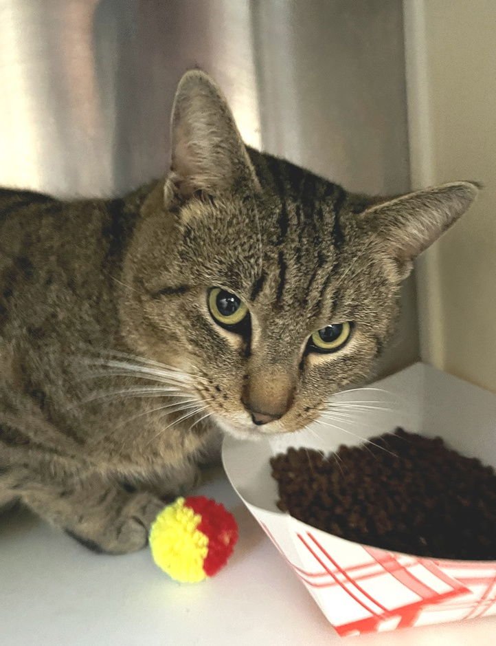 PABLO - Tabby available for adoption