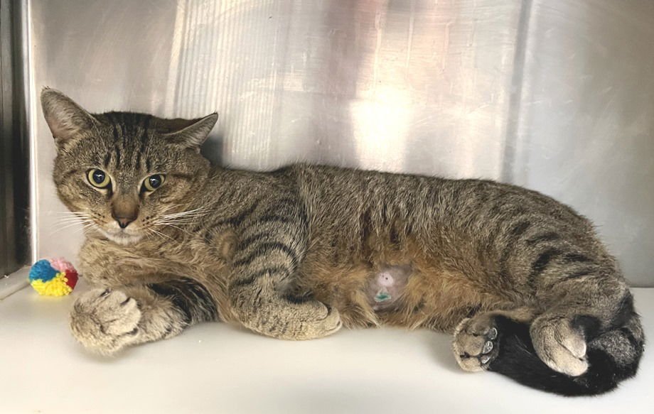 PABLO - Tabby available for adoption