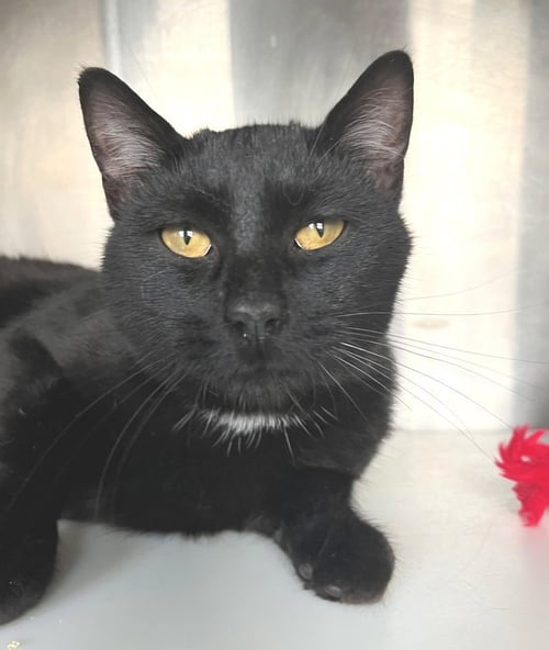 ONTARIO - Domestic Short Hair available for adoption