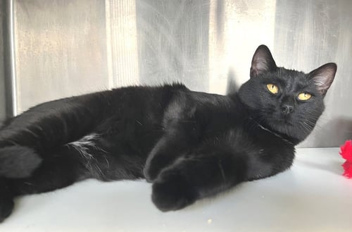ONTARIO - Domestic Short Hair available for adoption