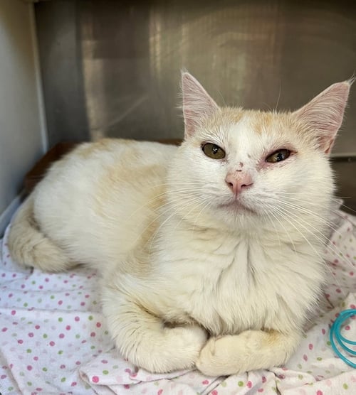 ABU - Domestic Short Hair available for adoption