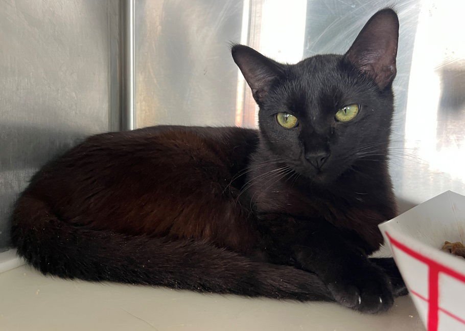 ALEXANDER - Domestic Short Hair available for adoption