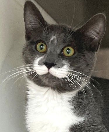 VIXEN - Domestic Short Hair available for adoption