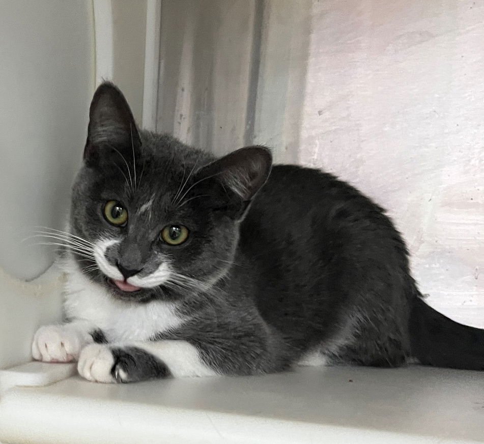 VIXEN - Domestic Short Hair available for adoption