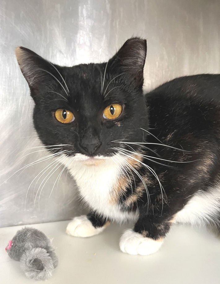 HINA - Tortoiseshell available for adoption