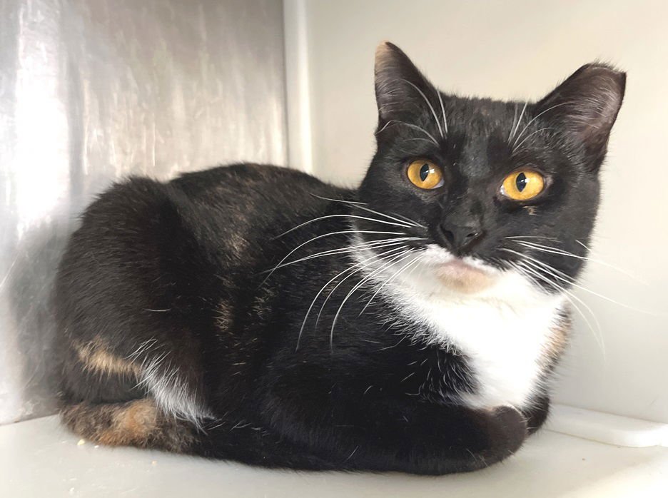 HINA - Tortoiseshell available for adoption