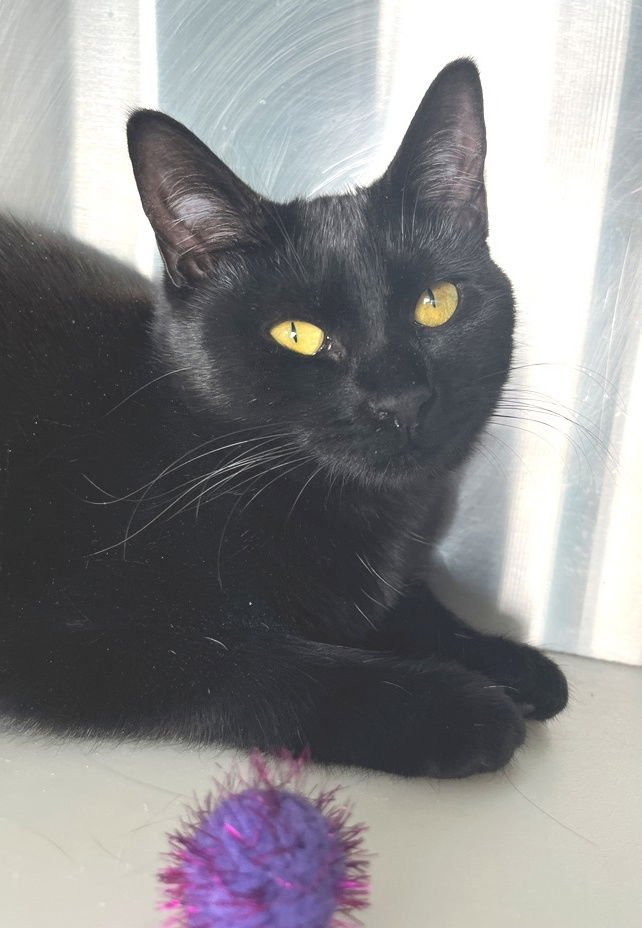 ACUNA - Domestic Short Hair available for adoption