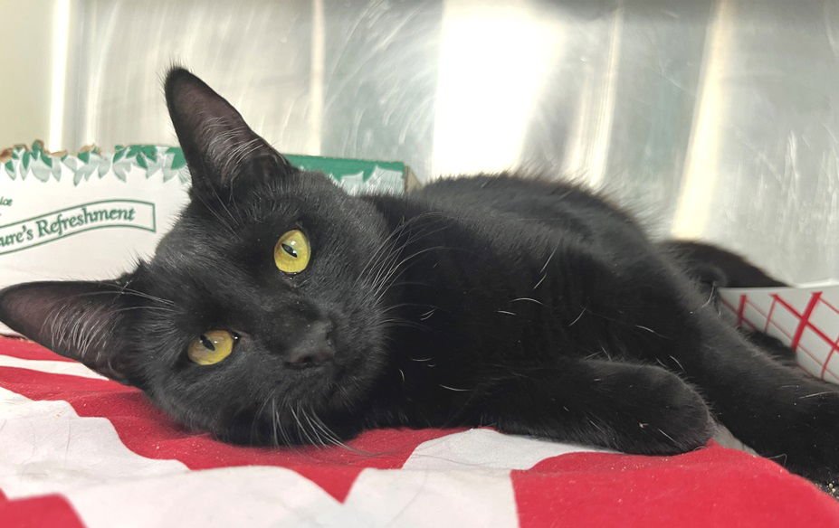 ACUNA - Domestic Short Hair available for adoption