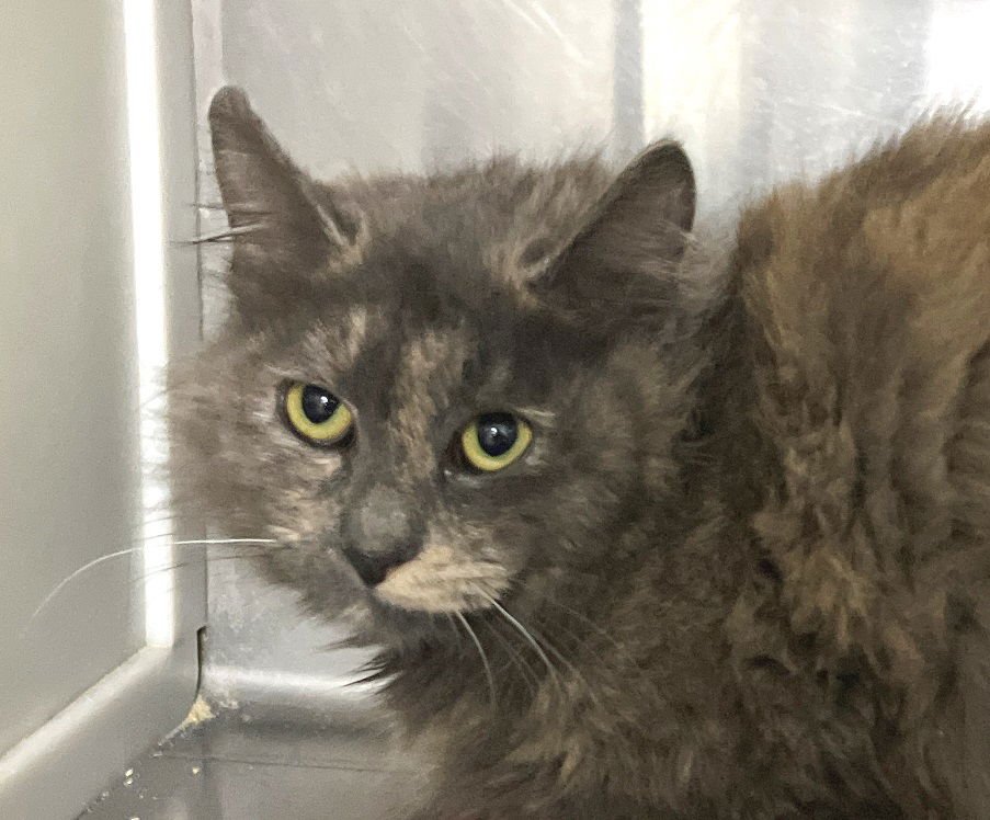 IGGY - Domestic Long Hair / Dilute Tortoiseshell available for adoption