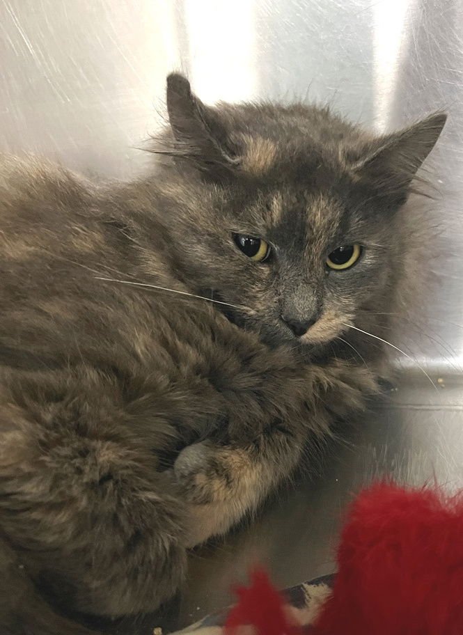 IGGY - Domestic Long Hair / Dilute Tortoiseshell available for adoption