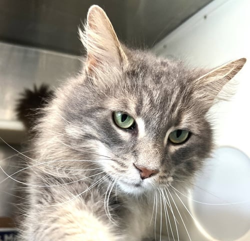 TEBOW - Maine Coon / Tabby available for adoption