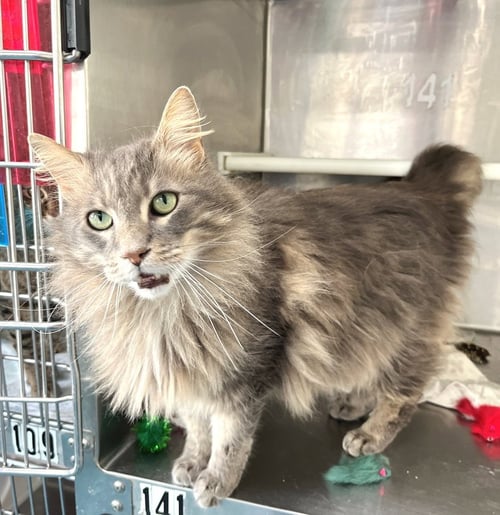 TEBOW - Maine Coon / Tabby available for adoption