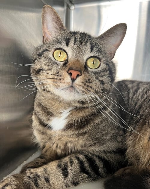 DUNCAN - Tabby available for adoption