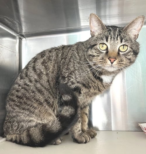 DUNCAN - Tabby available for adoption