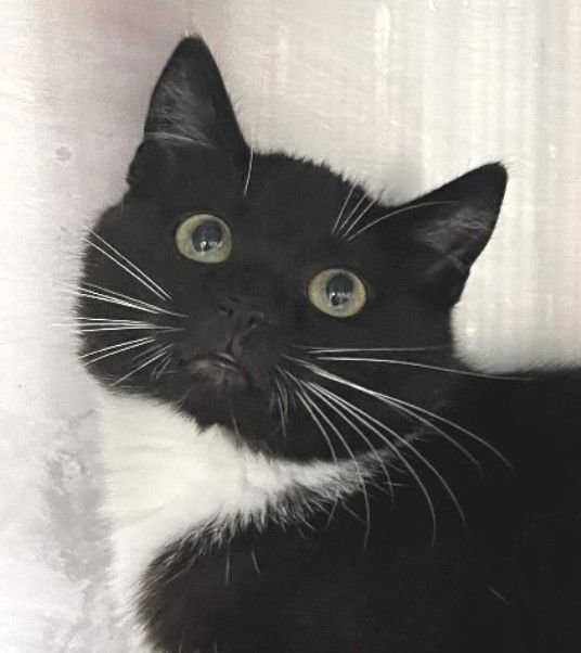 PHANTOM - Tuxedo available for adoption