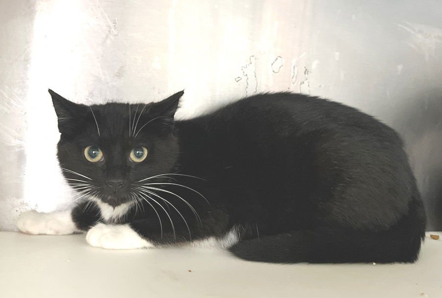 PHANTOM - Tuxedo available for adoption