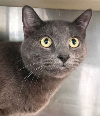 JIM - Domestic Short Hair available for adoption