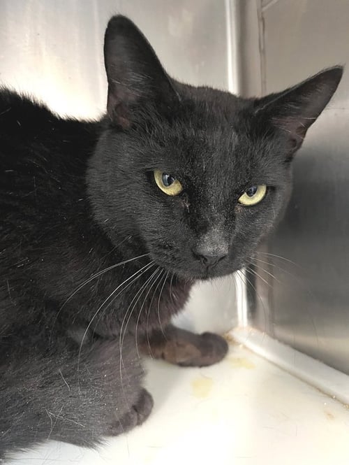 ZORRO - Domestic Short Hair available for adoption