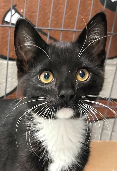 LEO - Tuxedo available for adoption