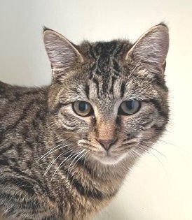 WALTER - Tabby available for adoption
