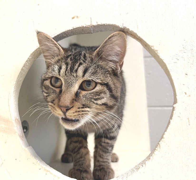 WALTER - Tabby available for adoption