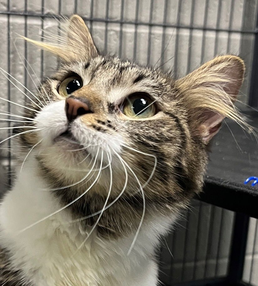 ELLEN - Tabby / Domestic Medium Hair available for adoption