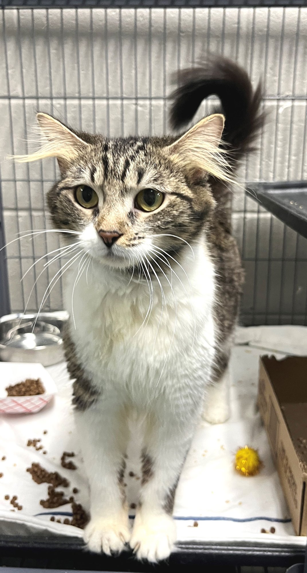 ELLEN - Tabby / Domestic Medium Hair available for adoption