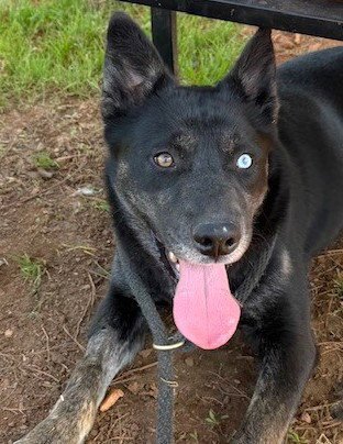 ISLA - Husky available for adoption