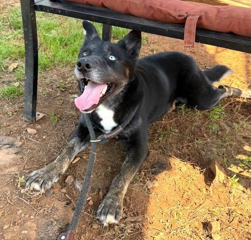 ISLA - Husky available for adoption