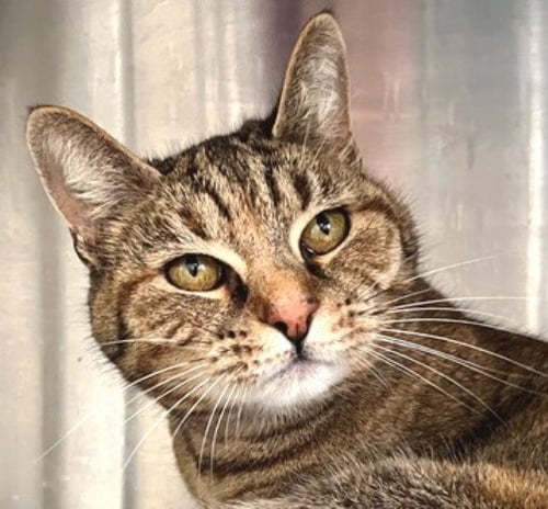 ISABELLE - Tabby / Calico available for adoption