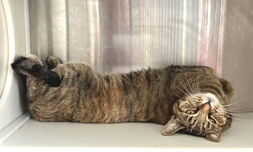 ISABELLE - Tabby / Calico available for adoption