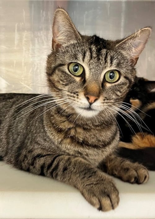 BARLEE - Tabby available for adoption